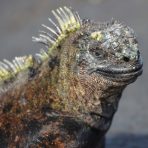  Marine Iguana, Galapagos 2012